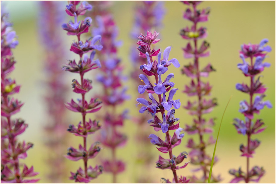 Steppen-Salbei (Salvia nemorosa)