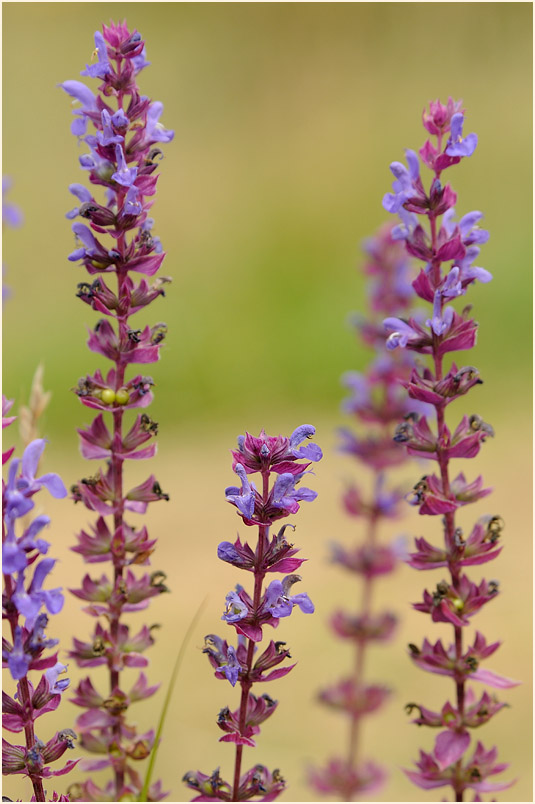 Steppen-Salbei (Salvia nemorosa)