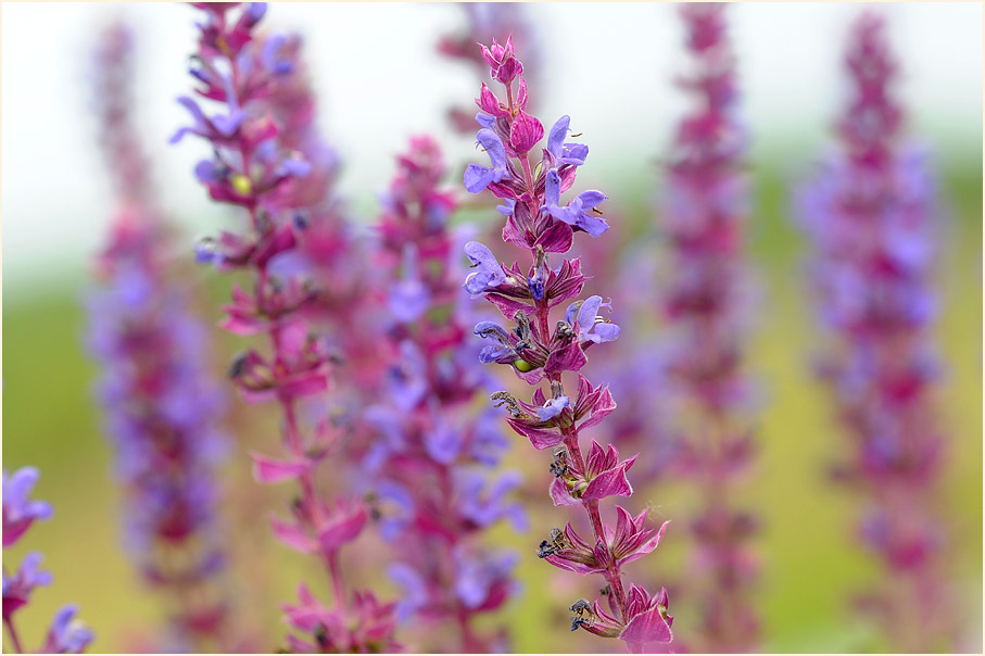 Steppen-Salbei (Salvia nemorosa)