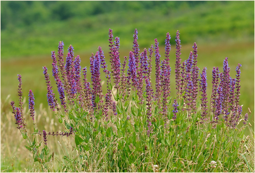 Steppen-Salbei (Salvia nemorosa)