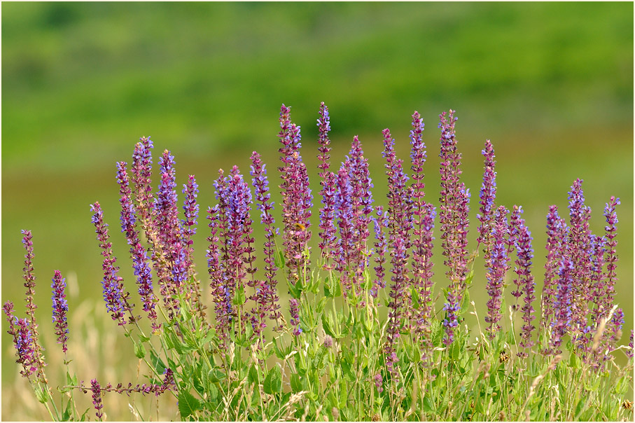 Steppen-Salbei (Salvia nemorosa)