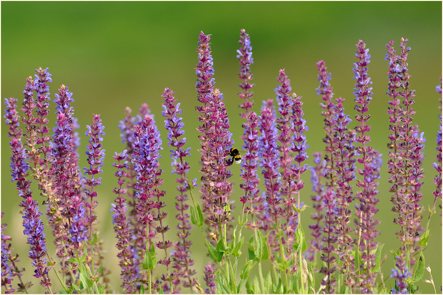 Steppen-Salbei (Salvia nemorosa)