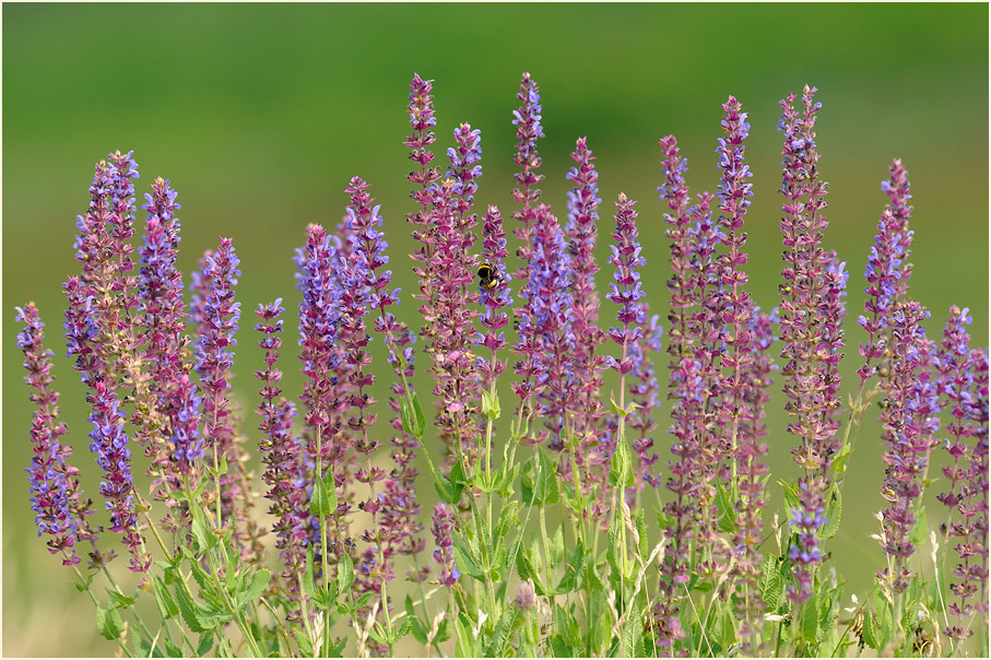 Steppen-Salbei (Salvia nemorosa)