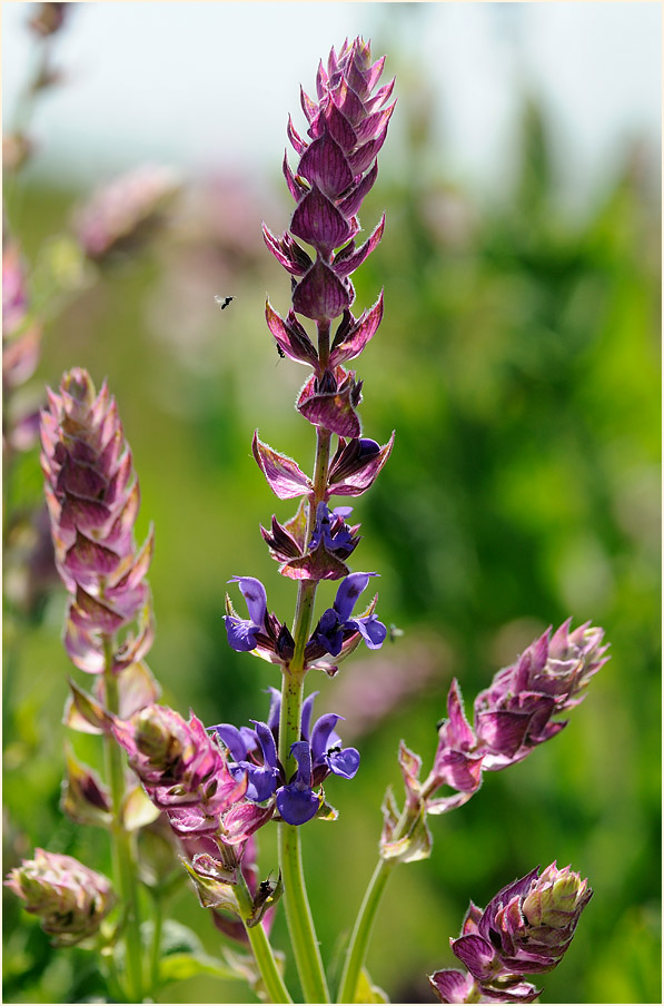 Steppen-Salbei (Salvia nemorosa)