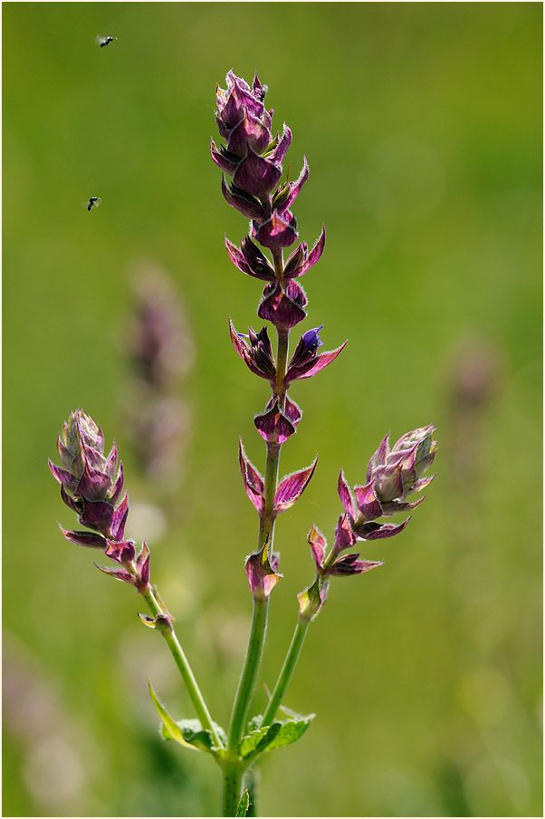 Steppen-Salbei (Salvia nemorosa)