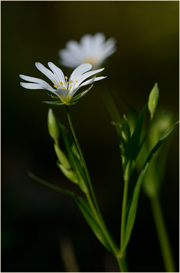 Sternmiere (Stellaria holostea)