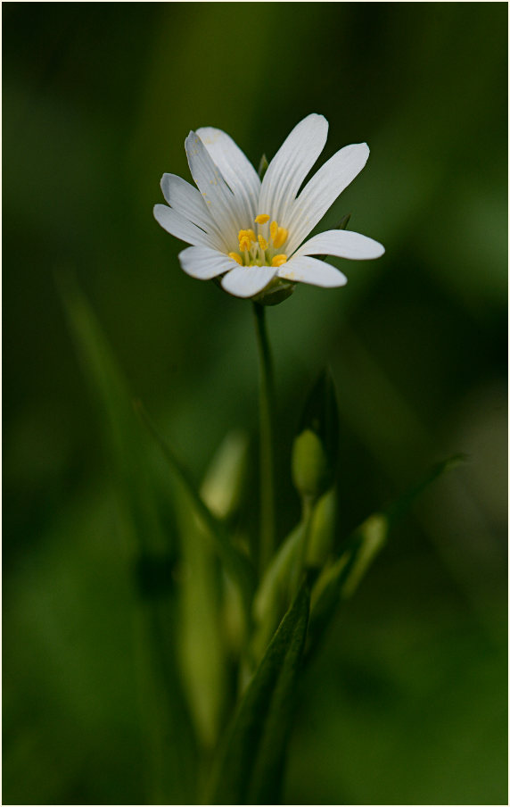 Sternmiere (Stellaria holostea)