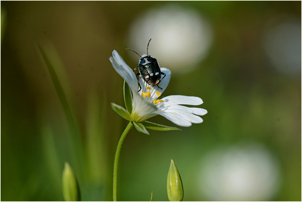 Kohlwanze auf Sternmiere Sternmiere (Stellaria holostea)