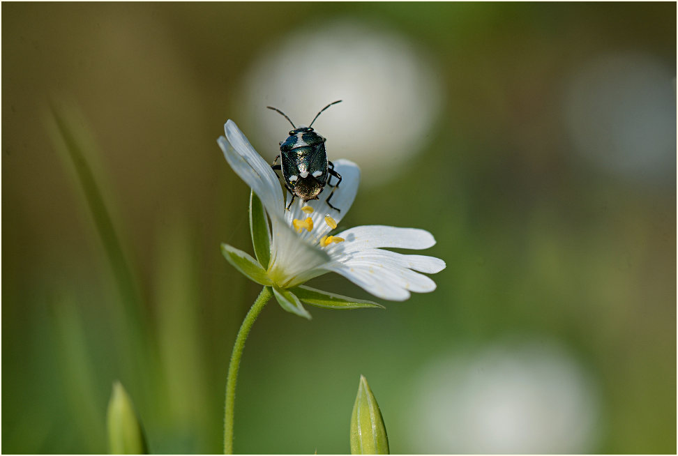 Kohlwanze auf Sternmiere (Stellaria holostea)