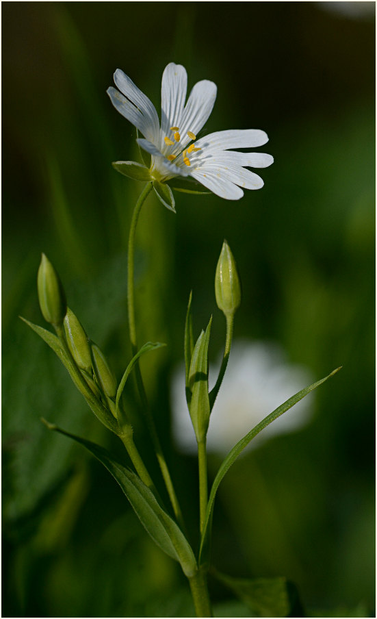 Sternmiere (Stellaria holostea)