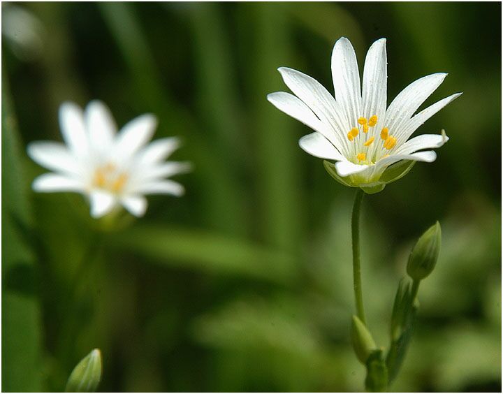 Sternmiere (Stellaria holostea)