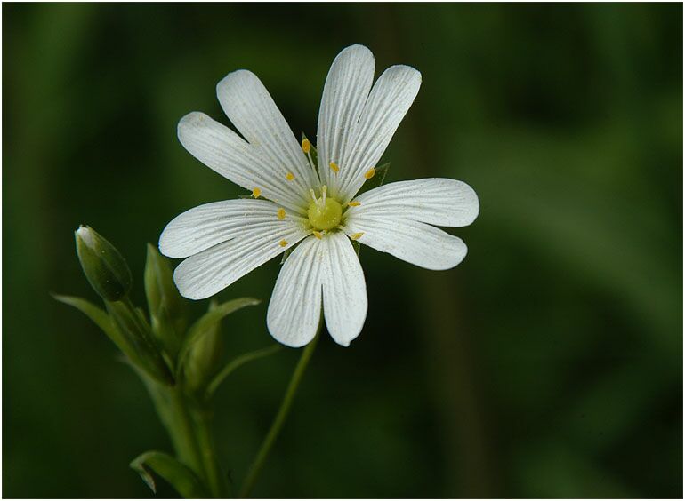 Sternmiere (Stellaria holostea)