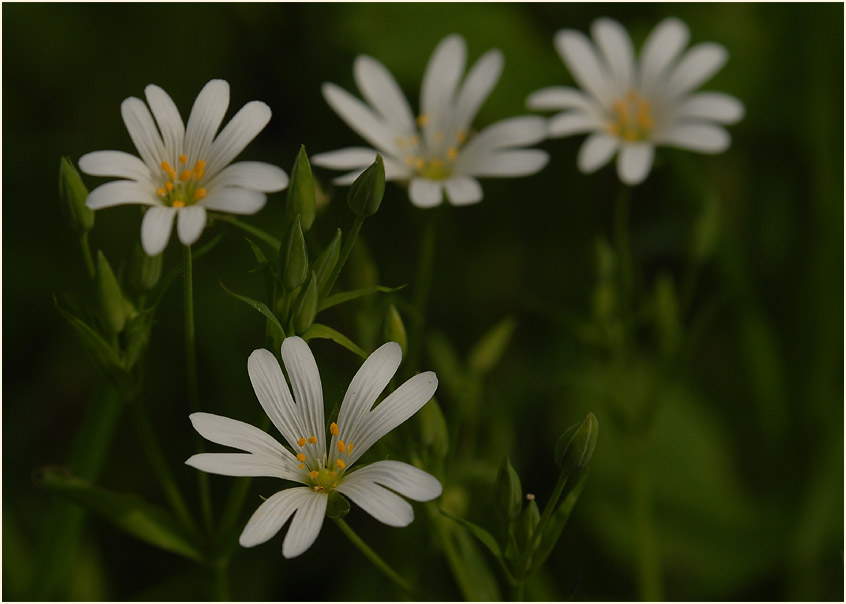 Sternmiere (Stellaria holostea)