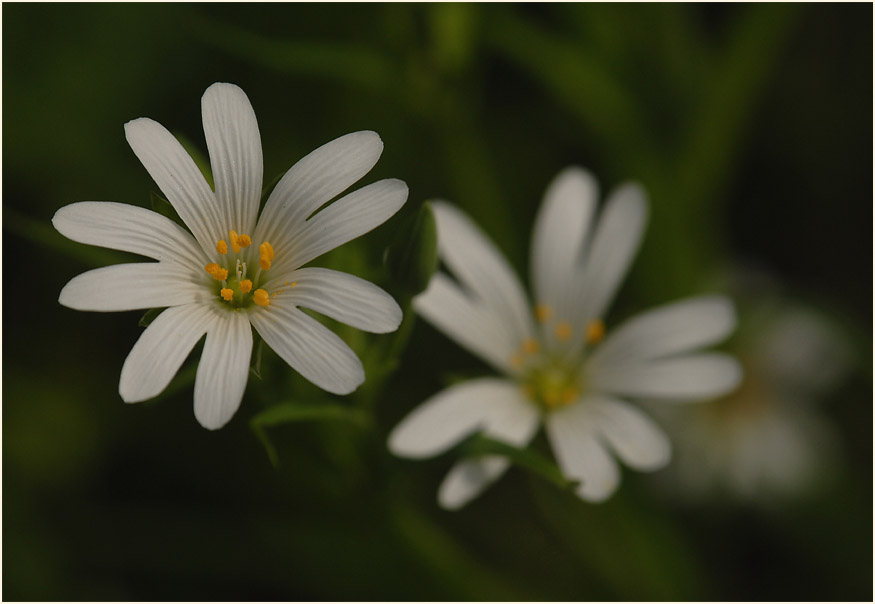 Sternmiere (Stellaria holostea)