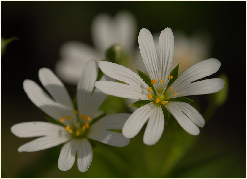 Sternmiere (Stellaria holostea)