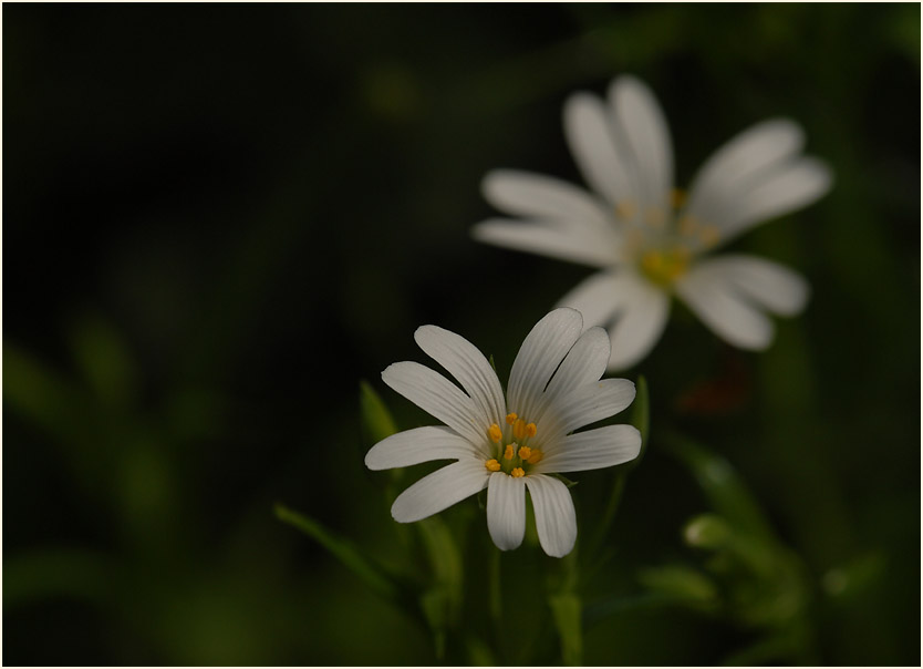 Sternmiere (Stellaria holostea)