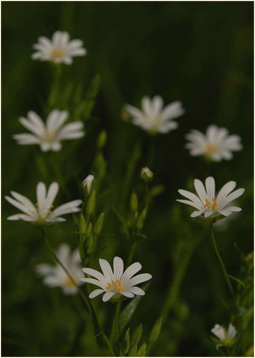 Sternmiere (Stellaria holostea)