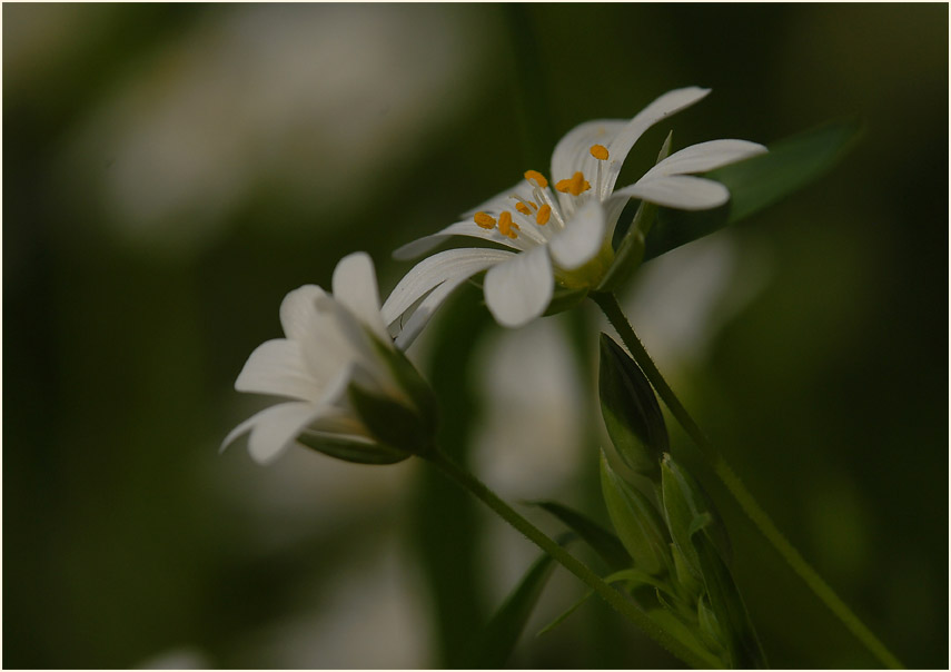 Sternmiere (Stellaria holostea)