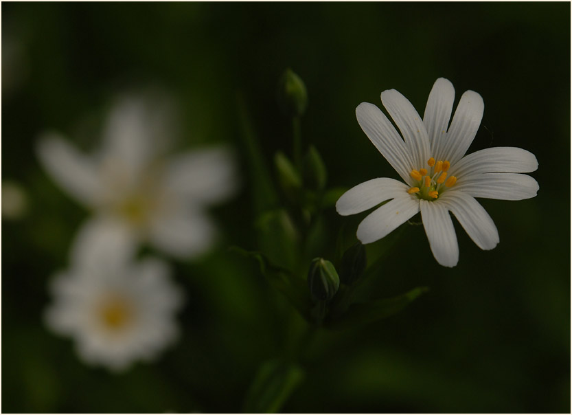 Sternmiere (Stellaria holostea)