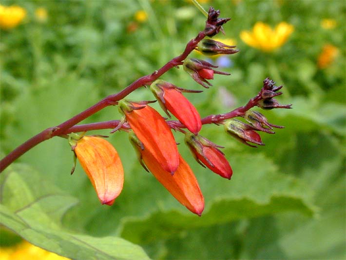 Sternwinde (Quamoclit lobata)