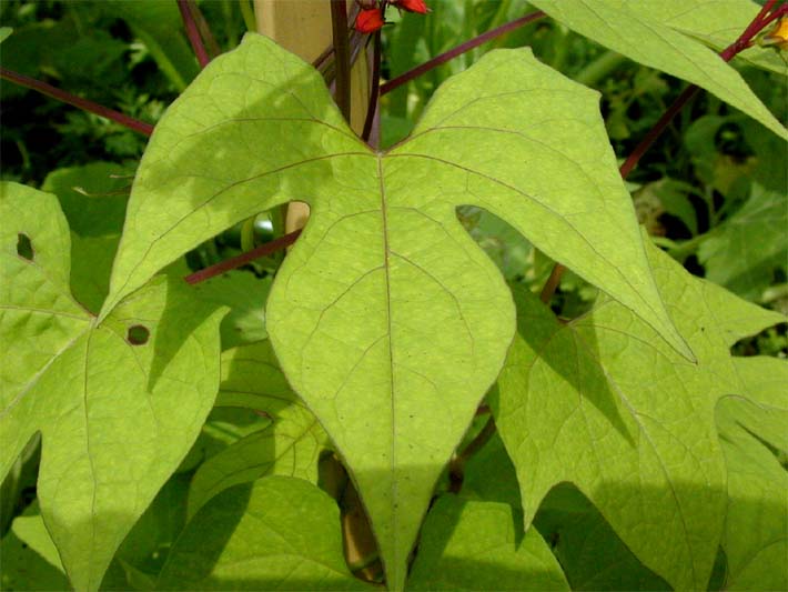 Sternwinde (Quamoclit lobata)