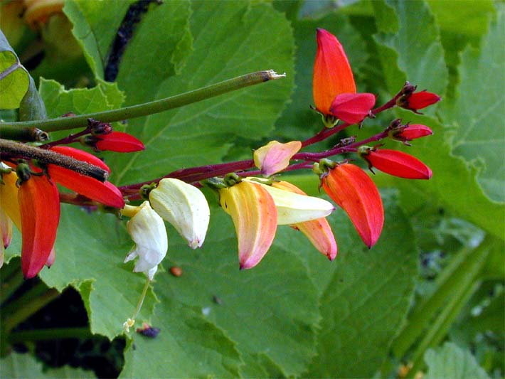 Sternwinde (Quamoclit lobata)