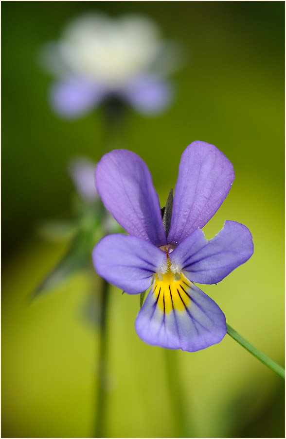 Wildes Stiefmütterchen (Viola tricolor)