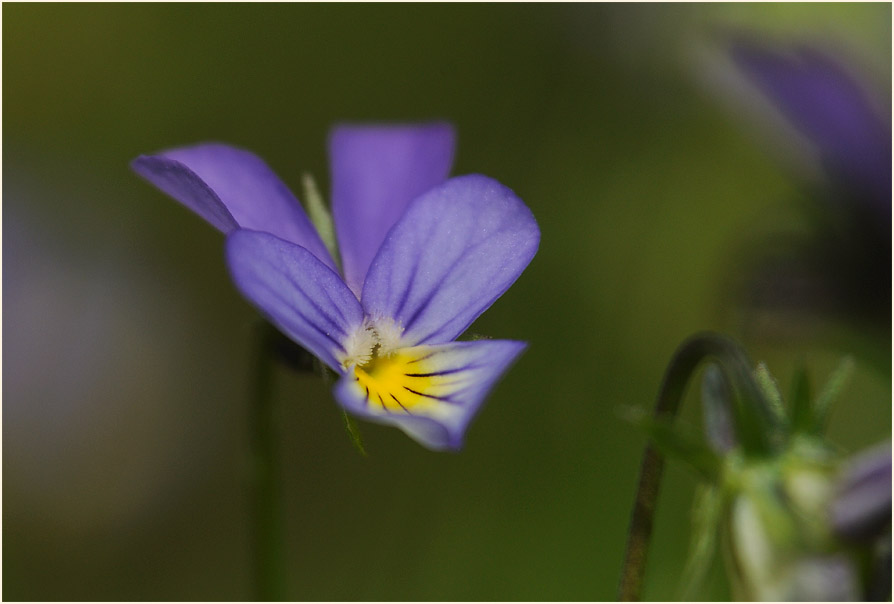 Wildes Stiefmütterchen (Viola tricolor)