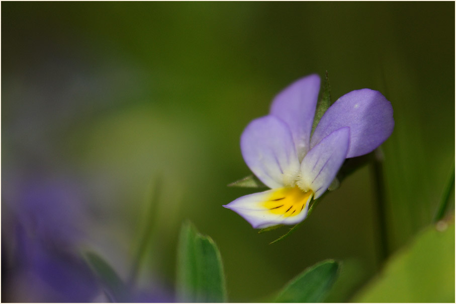 Wildes Stiefmütterchen (Viola tricolor)