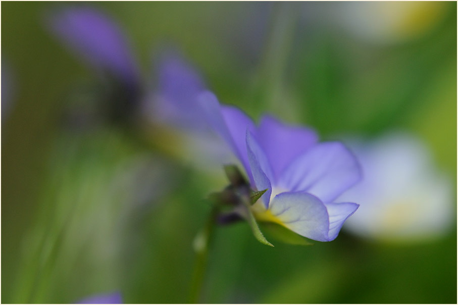 Wildes Stiefmütterchen (Viola tricolor)