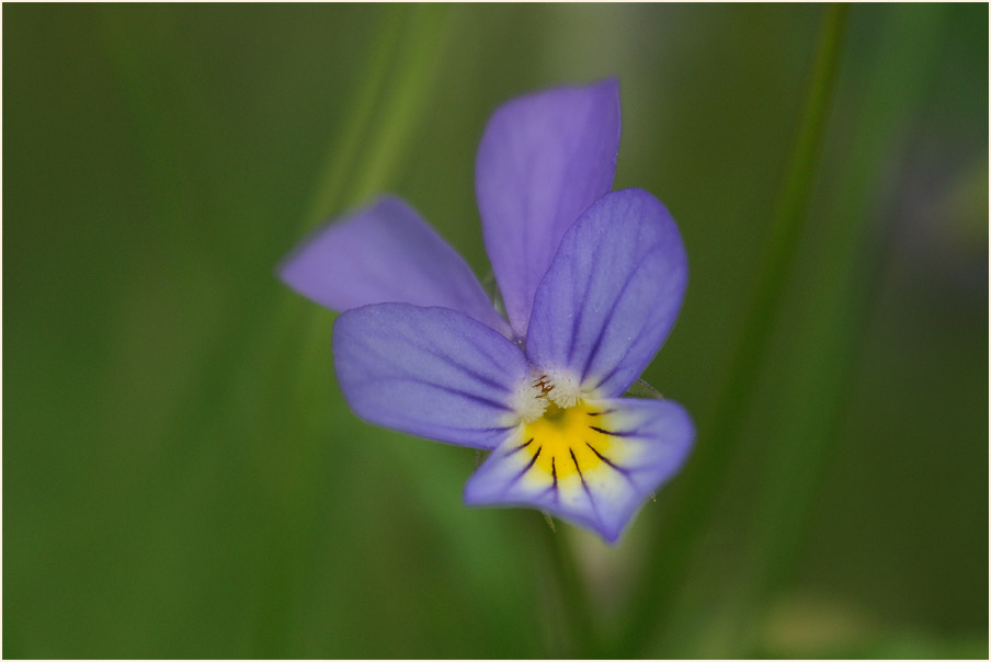 Wildes Stiefmütterchen (Viola tricolor)