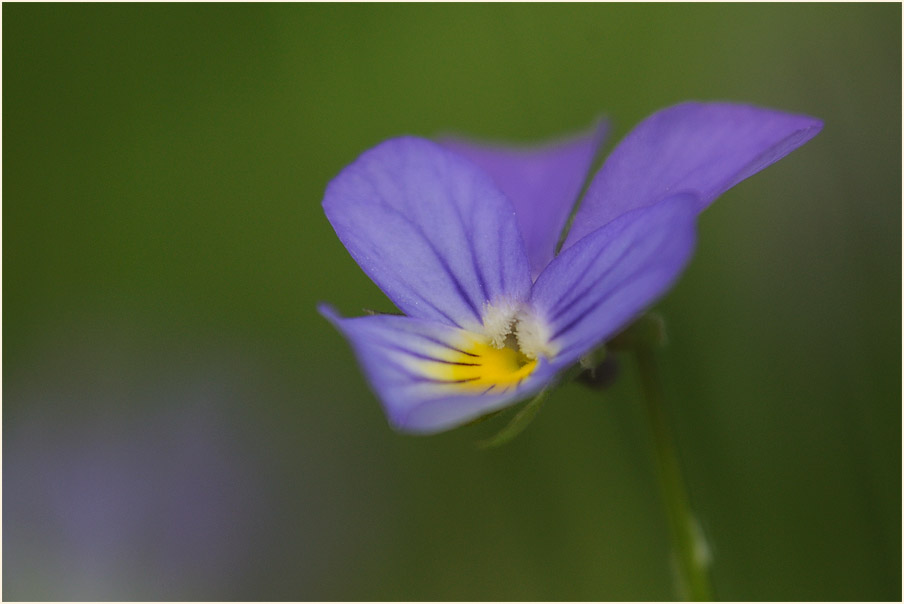 Wildes Stiefmütterchen (Viola tricolor)