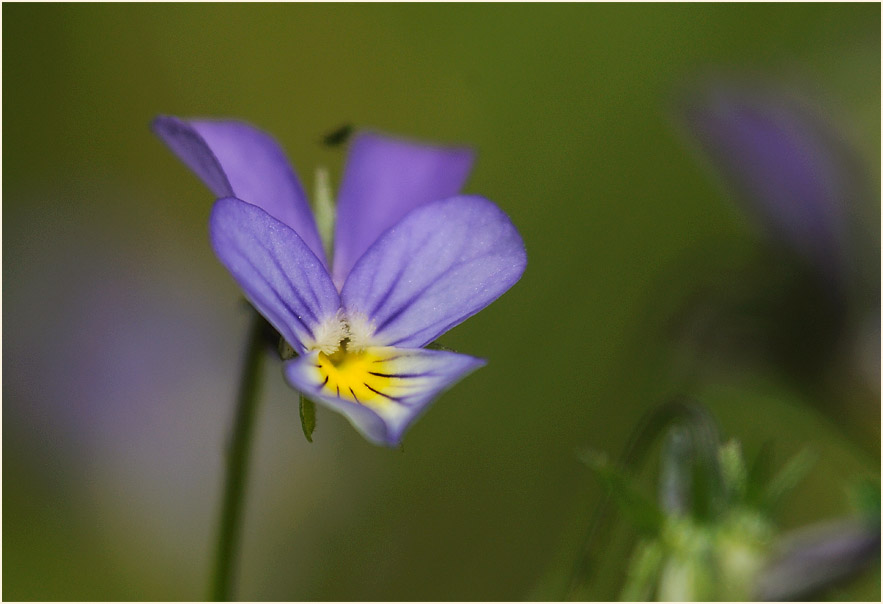 Wildes Stiefmütterchen (Viola tricolor)