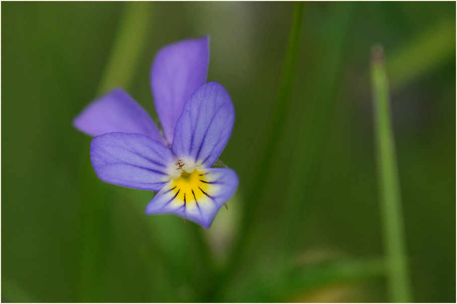 Wildes Stiefmütterchen (Viola tricolor)