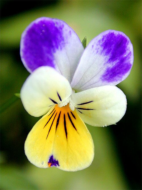 Stiefmütterchen (Viola tricolor)