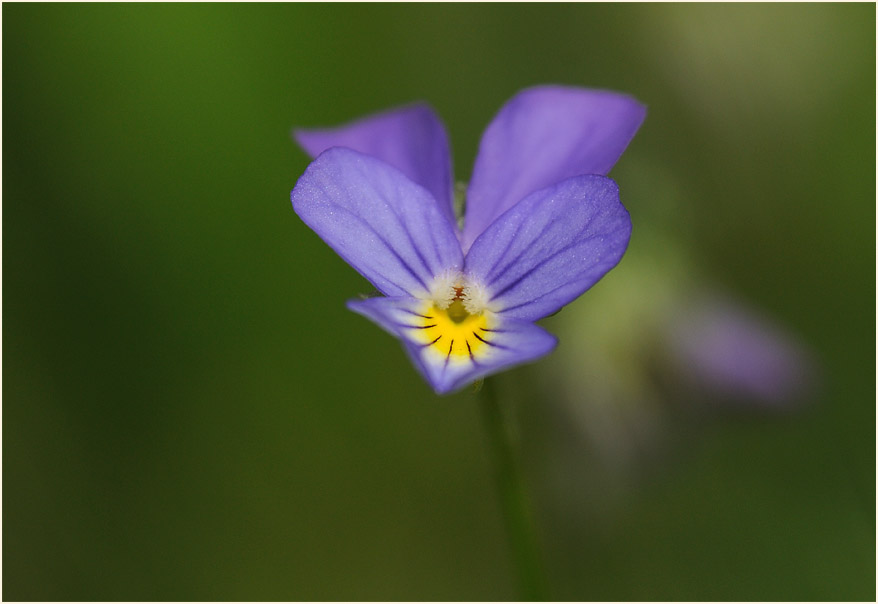 Wildes Stiefmütterchen (Viola tricolor)