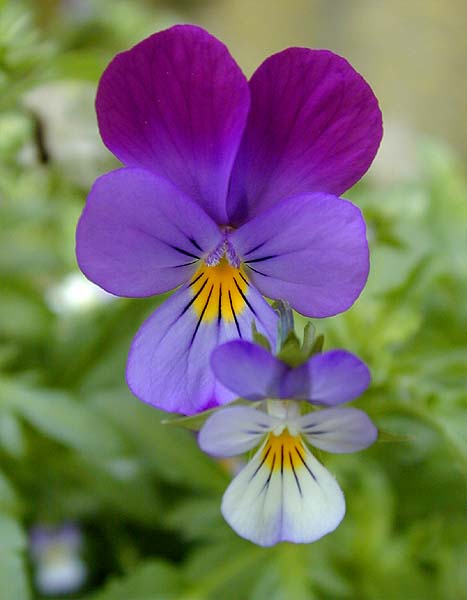 Stiefmütterchen (Viola tricolor)