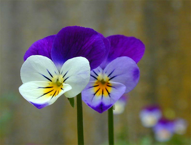 Stiefmütterchen (Viola tricolor)