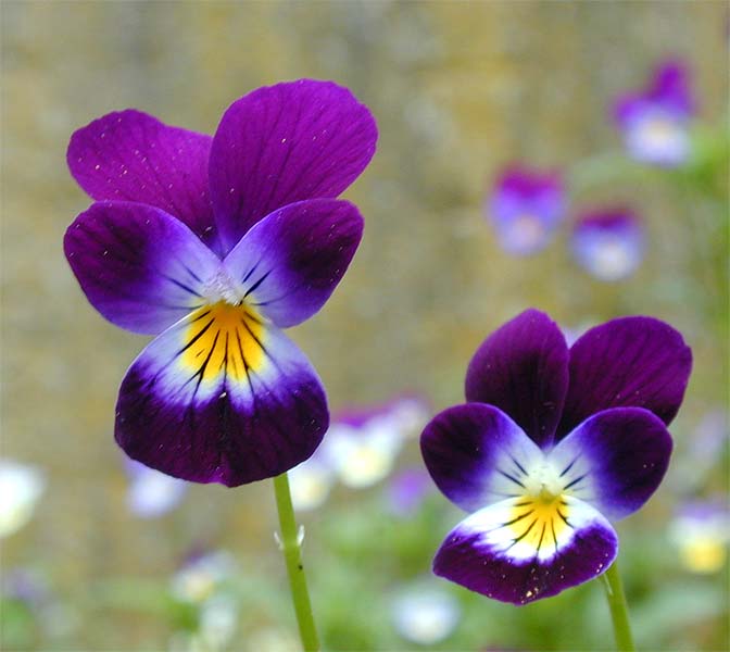 Stiefmütterchen (Viola tricolor)