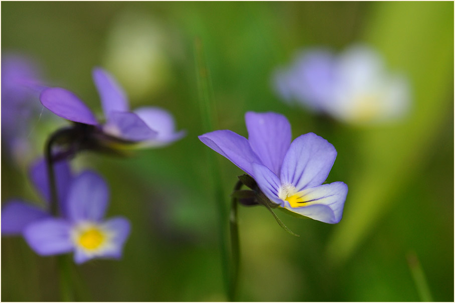 Stiefmütterchen (Viola tricolor)