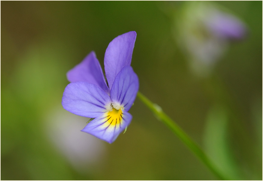 Wildes Stiefmütterchen (Viola tricolor)