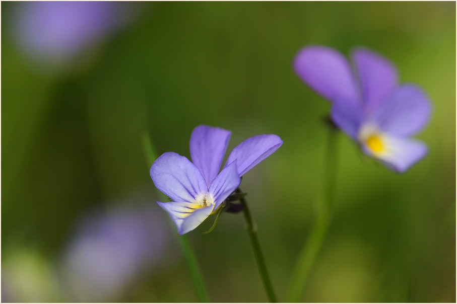 Wildes Stiefmütterchen (Viola tricolor)