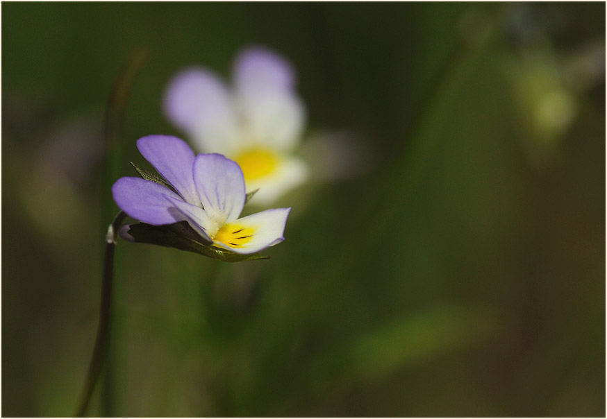 Wildes Stiefmütterchen (Viola tricolor)