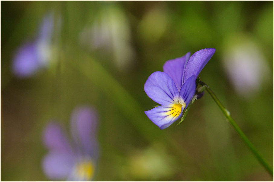 Wildes Stiefmütterchen (Viola tricolor)