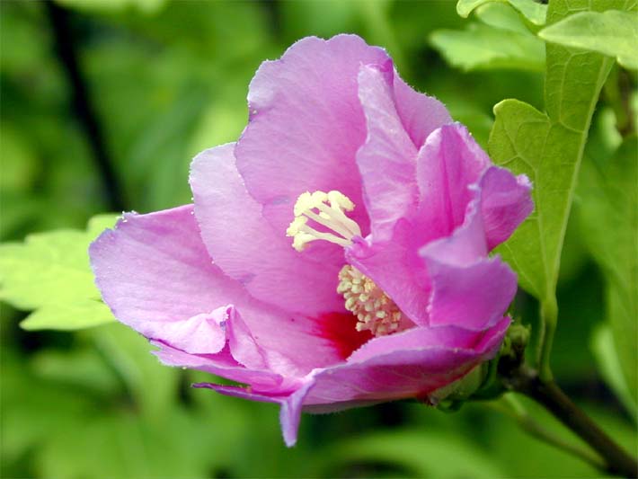 Garteneibisch (Hibiscus syriacus)