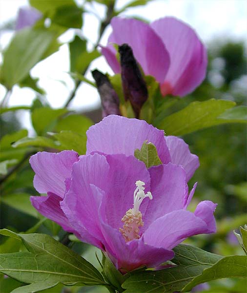 Garteneibisch (Hibiscus syriacus)