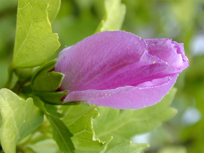 Garteneibisch (Hibiscus syriacus)