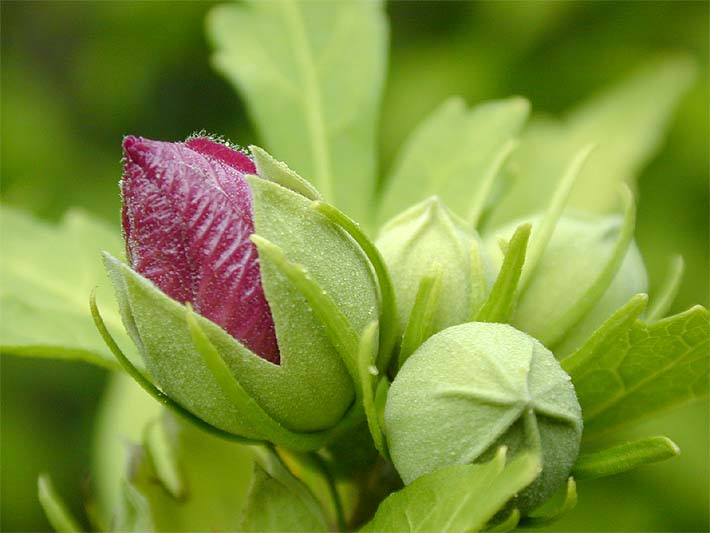 Garteneibisch (Hibiscus syriacus)