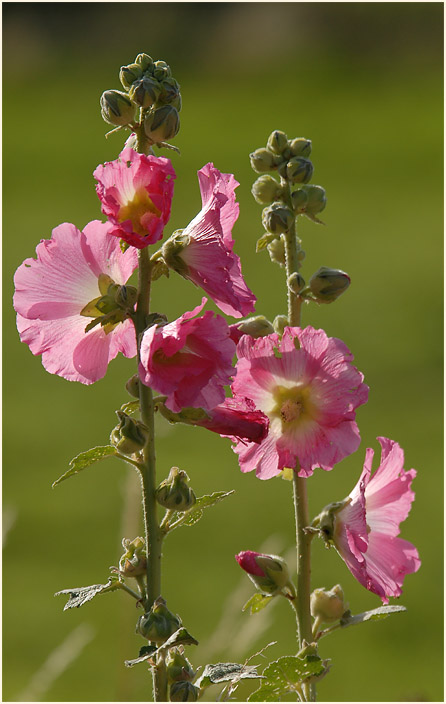 Stockrose (Alcea rosea)