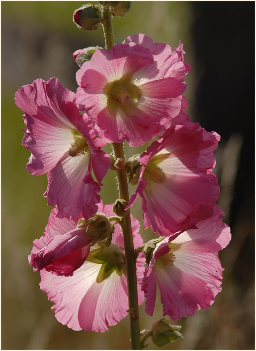 Stockrose (Alcea rosea)